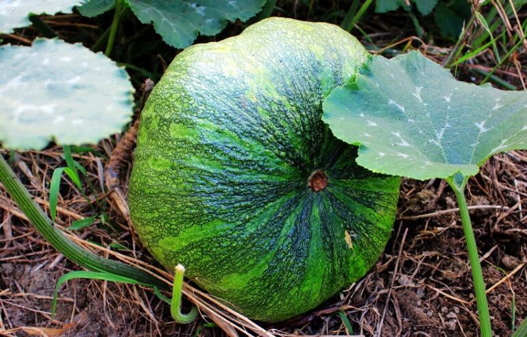 肥料養(yǎng)分診斷儀 肥料養(yǎng)分診斷儀