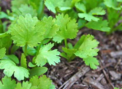 土壤成分測定儀