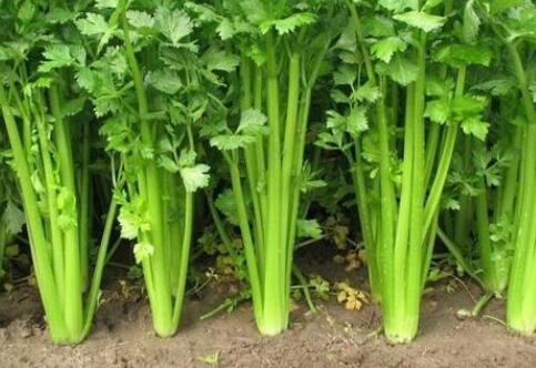 土壤重金屬測定儀 土壤重金屬測定儀