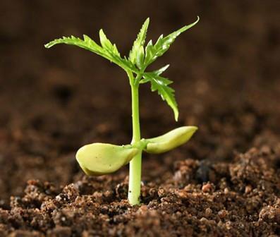 土壤肥料養(yǎng)分檢測(cè)儀