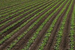 肥料養(yǎng)分檢測儀為智慧農(nóng)業(yè)發(fā)展賦能