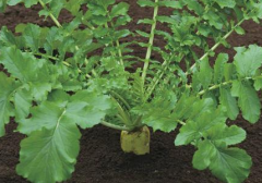 農(nóng)用土壤養(yǎng)分檢測儀推進(jìn)“節(jié)肥增效”有效實(shí)施