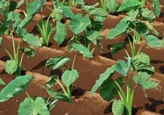 “農(nóng)民好幫手”助力測土配方工作順利實(shí)施