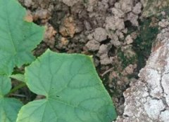 測土配方施肥技術(shù)幫助農(nóng)民科學(xué)施肥