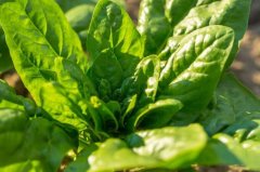 土壤氮磷鉀檢測(cè)儀有什么用？