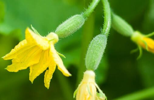 土壤肥料養(yǎng)分檢測(cè)儀 土壤肥料養(yǎng)分檢測(cè)儀