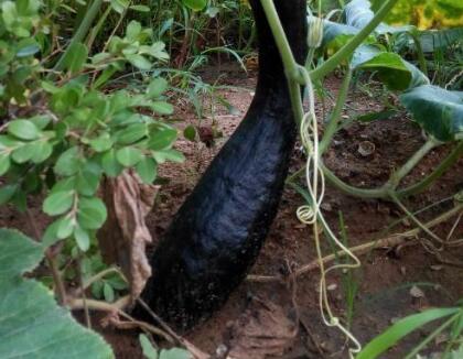 測土配方施肥儀 測土配方施肥儀