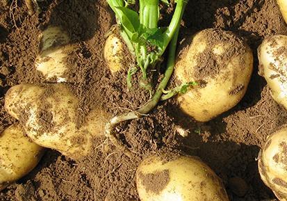 土壤微量元素檢測儀 土壤微量元素檢測儀