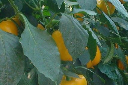 測(cè)土配方施肥儀 測(cè)土配方施肥儀