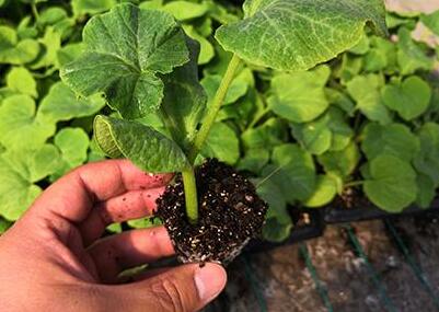 肥料養(yǎng)分檢測儀 肥料養(yǎng)分檢測儀