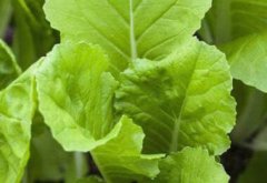 土壤重金屬測定儀提高農(nóng)業(yè)科研效率