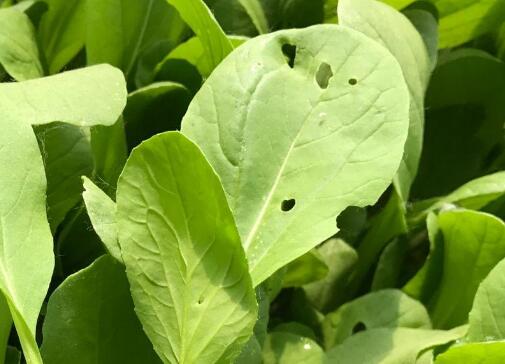 土壤肥料養(yǎng)分測試儀 土壤肥料養(yǎng)分測試儀