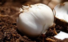 測土配方施肥儀助力規(guī)?；珳适┓?></a></li>
					 
						<li><a href=