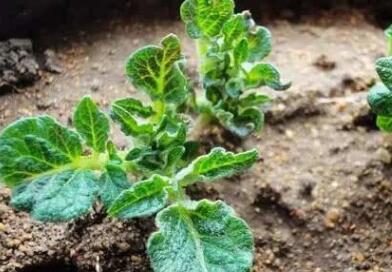 土壤墑情檢測儀 土壤墑情檢測儀