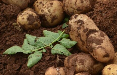 土壤重金屬測定儀 土壤重金屬測定儀