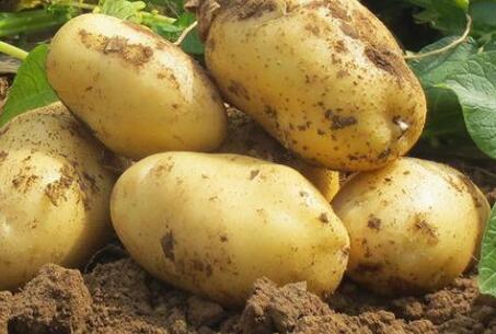 土壤氮磷鉀檢測儀 土壤氮磷鉀檢測儀