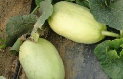 測(cè)土配方施肥儀該如何選擇，從哪些方面看？