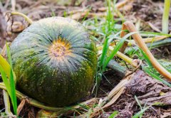 使用肥料養(yǎng)分測(cè)試儀可以提升作物的產(chǎn)量嗎？