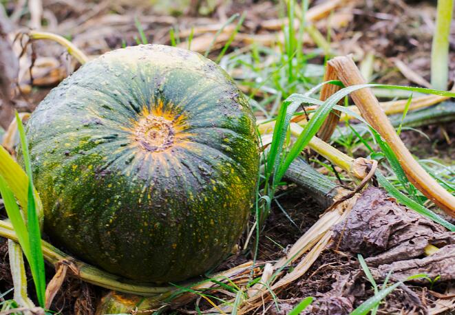 肥料養(yǎng)分測(cè)試儀 肥料養(yǎng)分測(cè)試儀