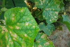 高性價(jià)比測(cè)土配方施肥儀如何購(gòu)買？