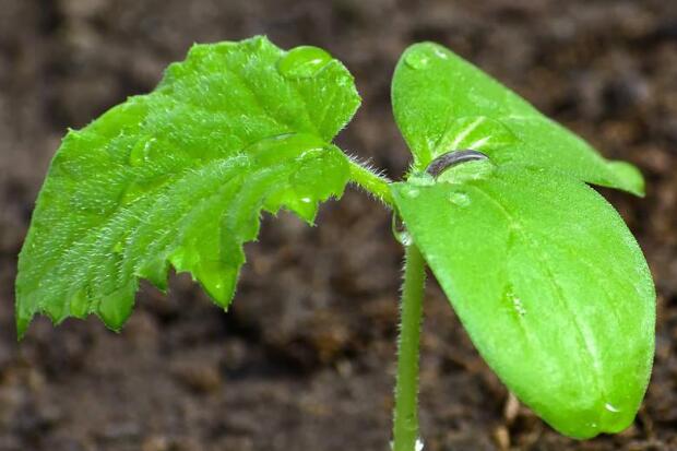 測(cè)土配方施肥儀 測(cè)土配方施肥儀