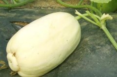 使用土壤養(yǎng)分檢測(cè)儀有助于農(nóng)業(yè)數(shù)字化發(fā)展嗎？