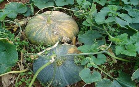 肥料養(yǎng)分檢測(cè)儀 肥料養(yǎng)分檢測(cè)儀