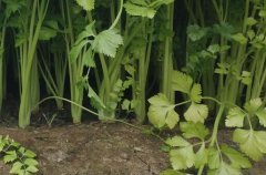 測土施肥需要土壤采樣設備！