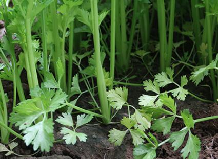 土壤微量元素測定儀 土壤微量元素測定儀