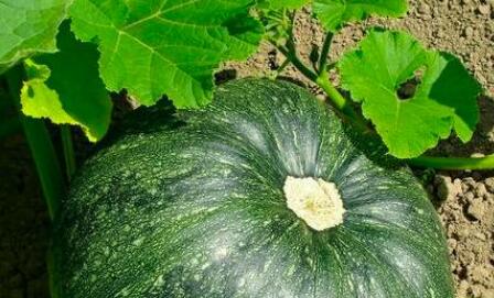 土壤重金屬檢測儀 土壤重金屬檢測儀