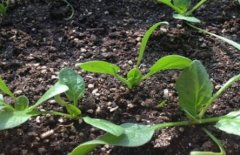 如何購(gòu)買適合農(nóng)戶的土壤養(yǎng)分測(cè)試儀?