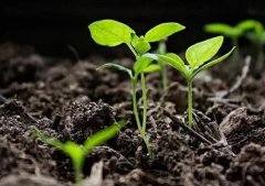 數(shù)字農業(yè)發(fā)展有必要使用土壤溫度測定儀