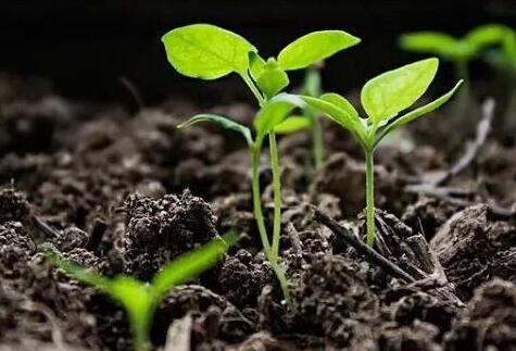 有機(jī)肥檢測(cè)儀 有機(jī)肥檢測(cè)儀