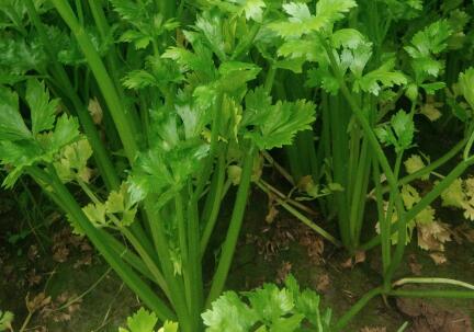 測(cè)土配方施肥儀 測(cè)土配方施肥儀