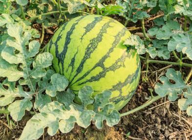 土壤墑情檢測儀 土壤墑情檢測儀