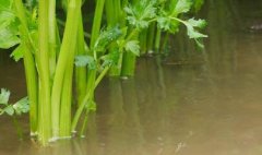 土壤水分測定儀加強(qiáng)水肥的科學(xué)管理