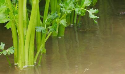 土壤水分測定儀 土壤水分測定儀