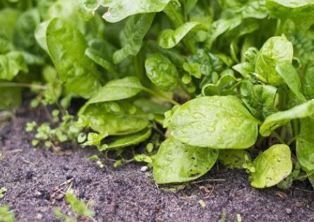 土壤成分診斷儀 土壤成分診斷儀