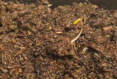 土壤肥料養(yǎng)分檢測(cè)儀助力鄉(xiāng)村振興