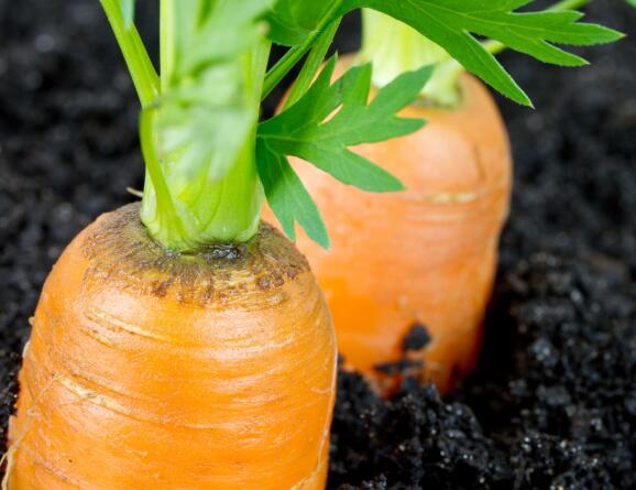 土壤有機(jī)肥測(cè)試儀 土壤有機(jī)肥測(cè)試儀