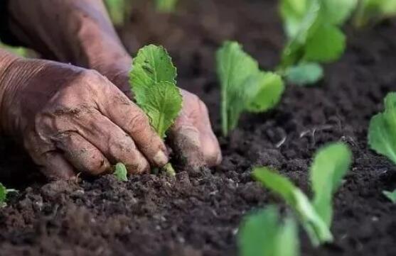 肥料養(yǎng)分檢測儀 肥料養(yǎng)分檢測儀