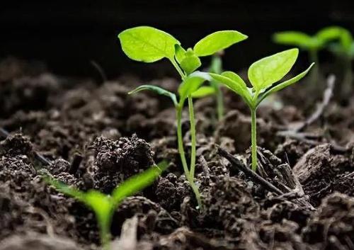 土壤pH值測(cè)定儀 土壤pH值測(cè)定儀